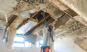 Professional Mold Removal Services in Indian Hills, NV